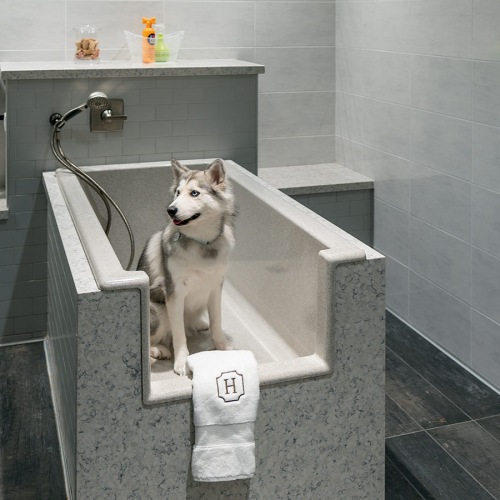A Husky in a large tub with a detachable sprayer, a dryer with a hose, a jar of treats, a towel, and a basket of dog shampoo.